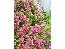 ������ (�����) ������. ���� 50 �.jpg