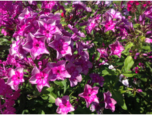 ������������� �����