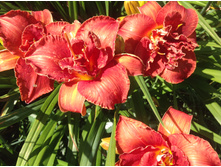 ����� �����