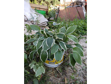 �������� ��������