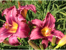 ������� ��������