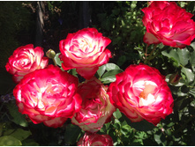 ������ ������ ������