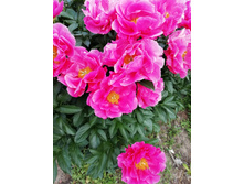 IMG 20210615 174201.jpg