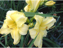 ���  �����