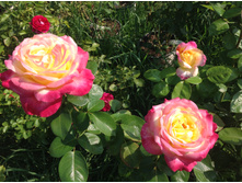 ������ ��������