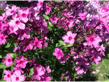 ������ ���