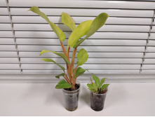 ����������� ���������� ����� ���� (Philodendron Hederaceum Lemon Lime)