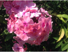 �����- ������