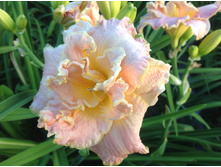 ����� �� �����