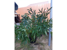 ���� ������ �������.jpg