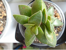 DSC07809.JPG �������� Spring Time - 150