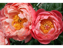 CORAL CHARM (��� �. Klehm, ���) ������  500 ���