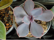 DSC07819.JPG �������� Red Ruby - 200