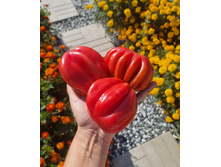 Gezante tomato buhrer-keel.jpg