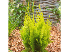 ����������� ������� ������, �3, 30-50, 788 ���