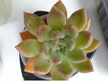 DSC07800.JPG �������� Arje - 200