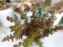 DSC07752.JPG �������� ����������� - 120