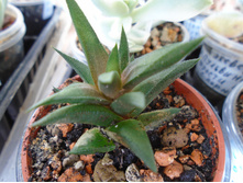 DSC07728.JPG �������� Rigida - 100