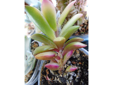 DSC07740.JPG ������������ �������