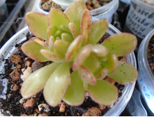 DSC07731.JPG ������ Arnoldii - 100, 150