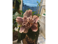 Georgia’s �hunder