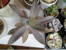 DSC07796.JPG ����������� ���� ��� - D 15 ��.-100( ������)