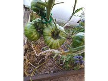 IMG�������� �.jpg