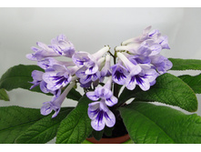 Bristol`s Blue Bonnet.jpg