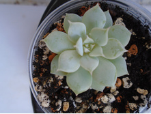 DSC07761.JPG �������� Ruz - 100