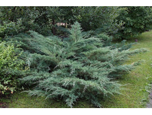 ������������ ���� ���, �2/3, 30-40, 780 ���