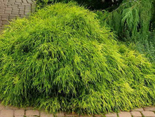 ������� ������������� �������� �����, �3, 30-50, 1350 ���