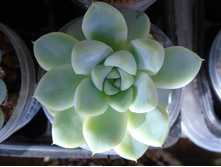 DSC07749.JPG ����������� Atlantis - 120