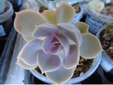 DSC07733.JPG �������� ��������� ��������� - 150