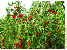 ������� ����� ����� ��� � ����� �����.jpg