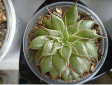 DSC07818.JPG ����������� Silver Star - 200