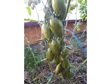 ������� ���