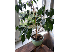 ����� ����������