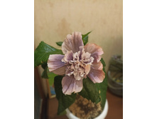 Georgia’s �hunder