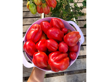Gezante tomato buhrer-keel 2.jpg