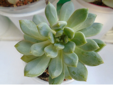 DSC07757.JPG �������� Blue Elf - 150