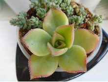 DSC07759.JPG ������ ���� - 100, �/� ������ - 50