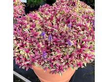 ��������� ���� (�������)