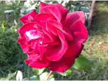 ���� ������