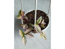 IMG 20220726 173041.jpg