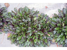 ������� ���