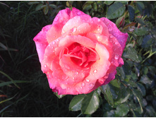 ���������� �����������