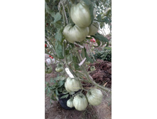 ���� �����