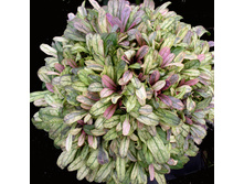 ����� ��� (�������)