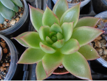 DSC07908.JPG �������� ������� - 200