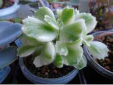 DSC07934.JPG ��������� ����������� - 200